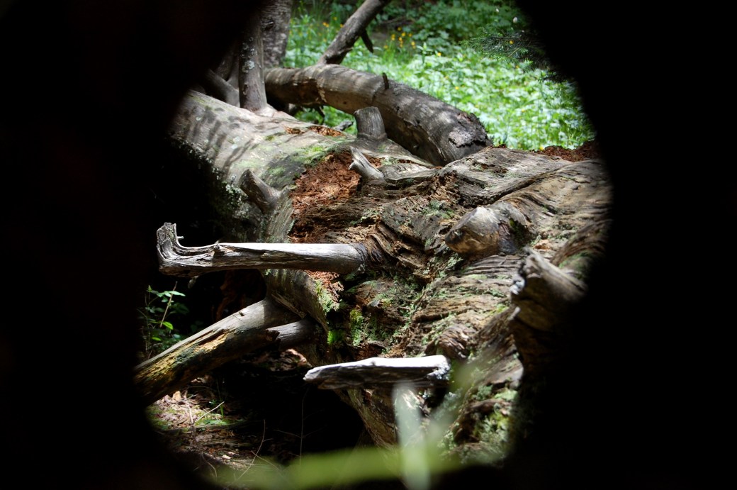 Barcelona och Pyrenéerna 2011 518