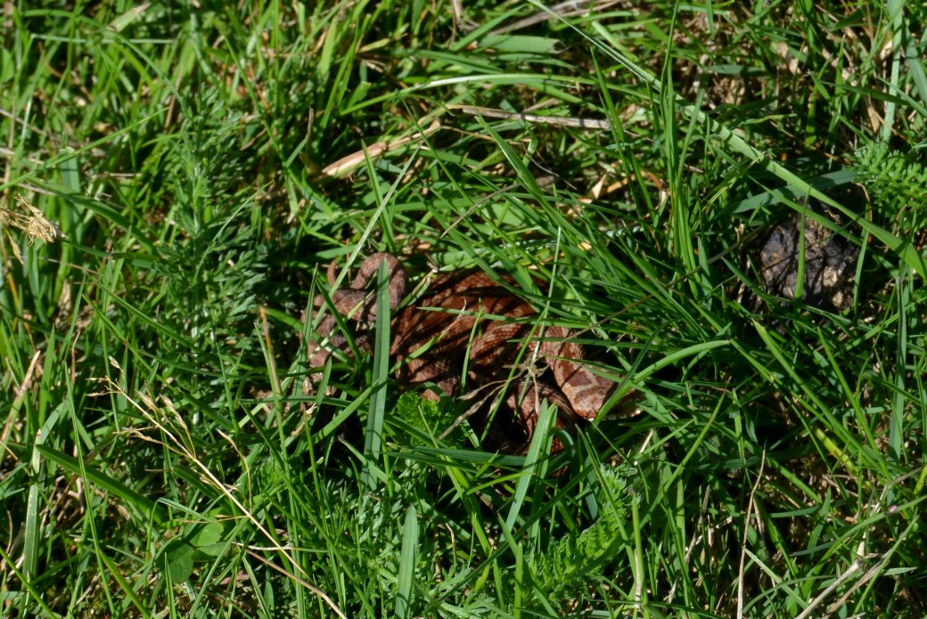 Hallands Väderö 2013 038