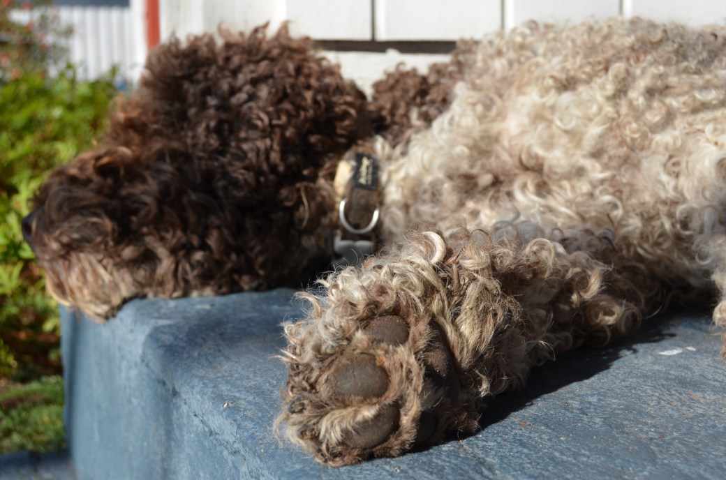 Millegarne i september 2013 217