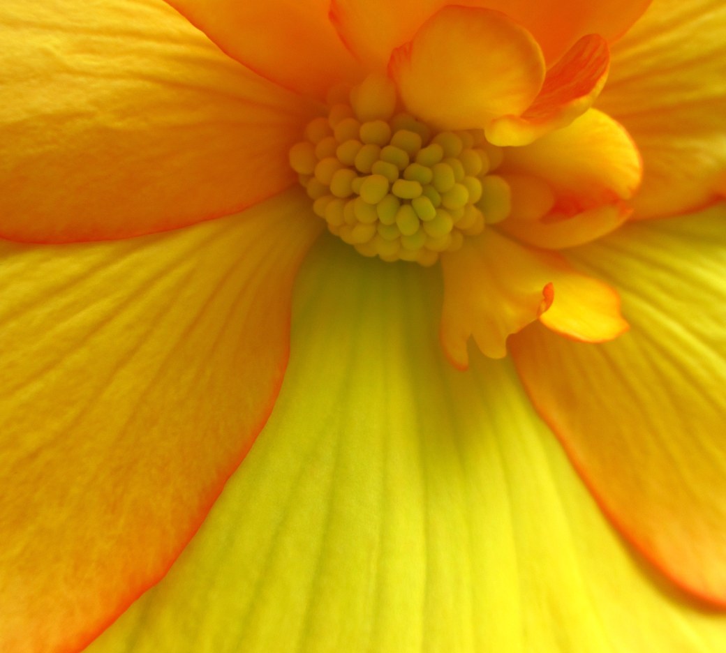 Trädgården hösten 2012 099