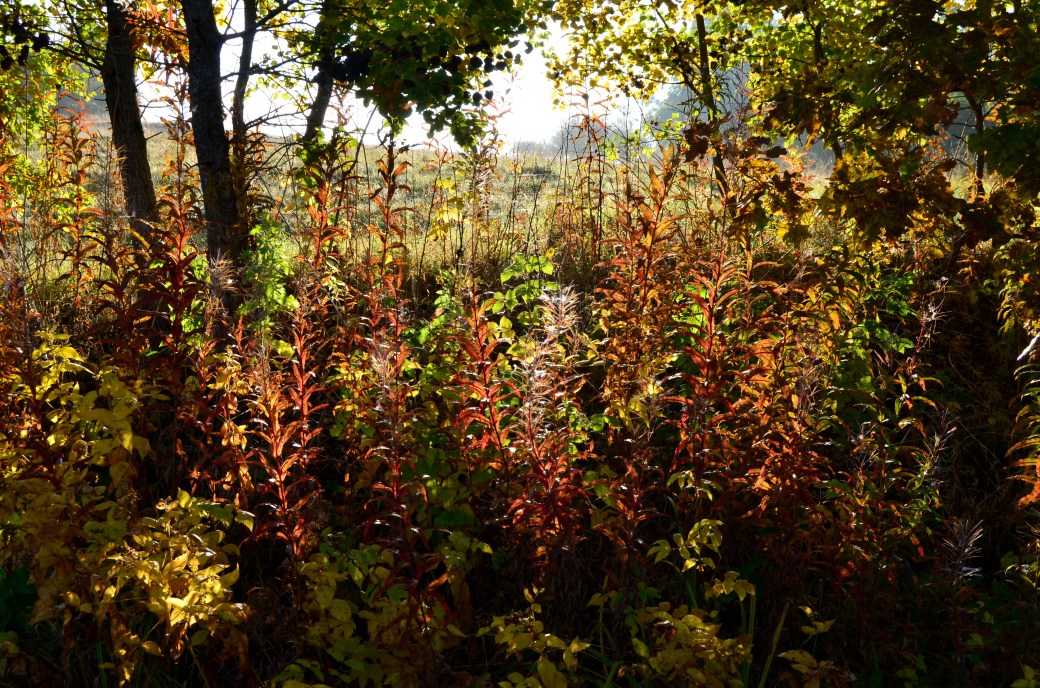 Magle och Hovdalahöst 058