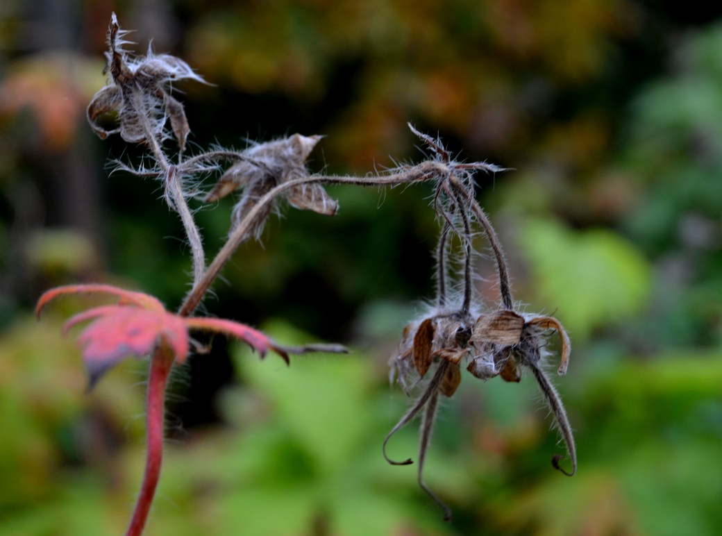 Höst i trädgården 045