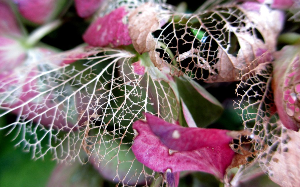 Mera trädgård hösten 2012 012