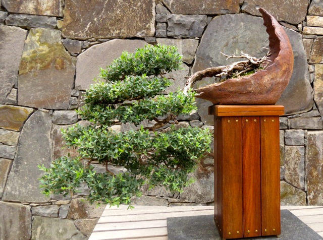 Coastal tea tree, Leptospermum laevigatum