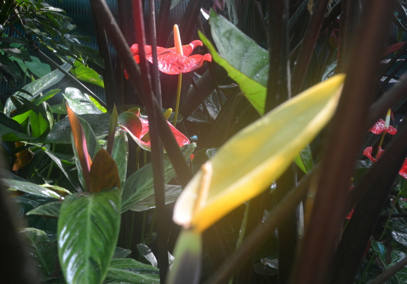 The steamy Tropical House