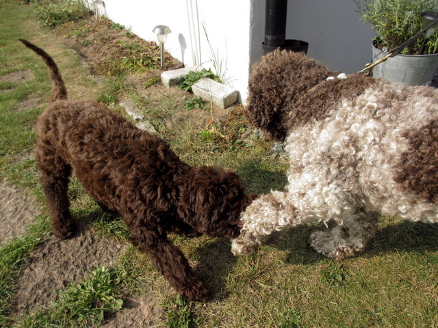 Hundar, hundar, valpar och utställning 002