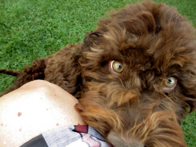 Hundar, hundar, valpar och utställning 005