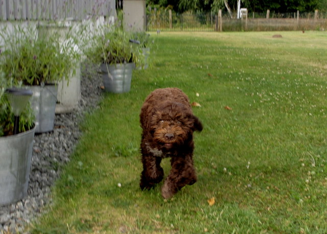 Hundar, hundar, valpar och utställning 010