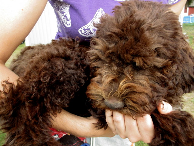 Hundar, hundar, valpar och utställning 013