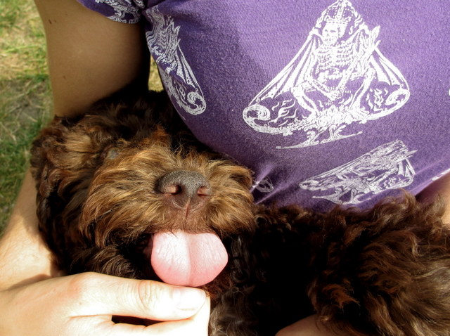 Hundar, hundar, valpar och utställning 020