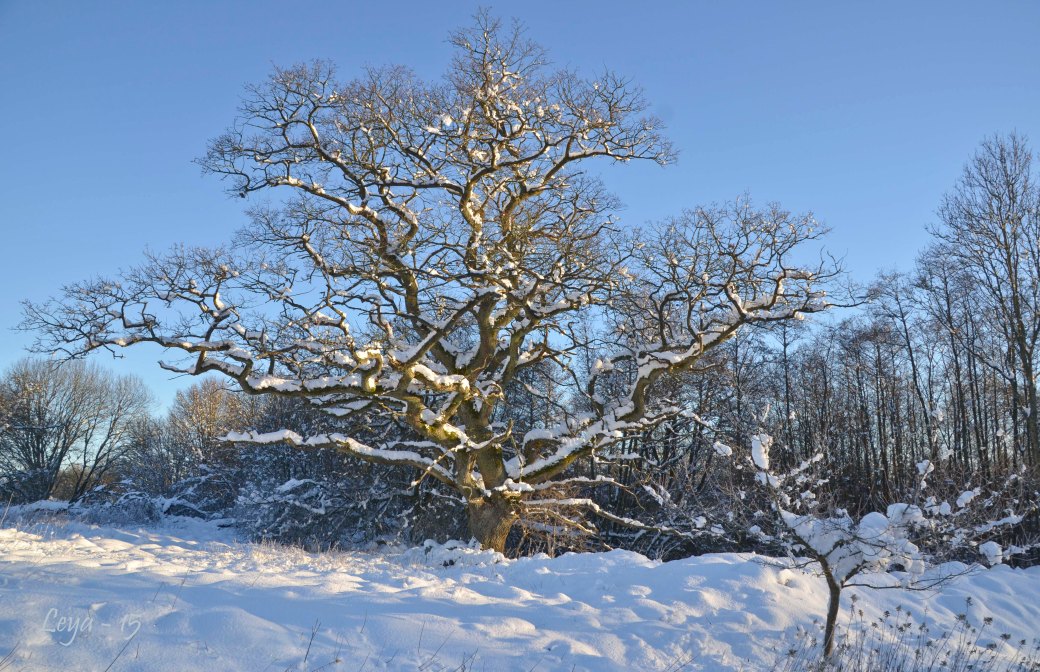 Hovdala och Magle soluppgång 109_copy