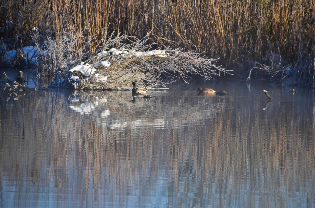 Hovdala och Magle soluppgång 170_copy