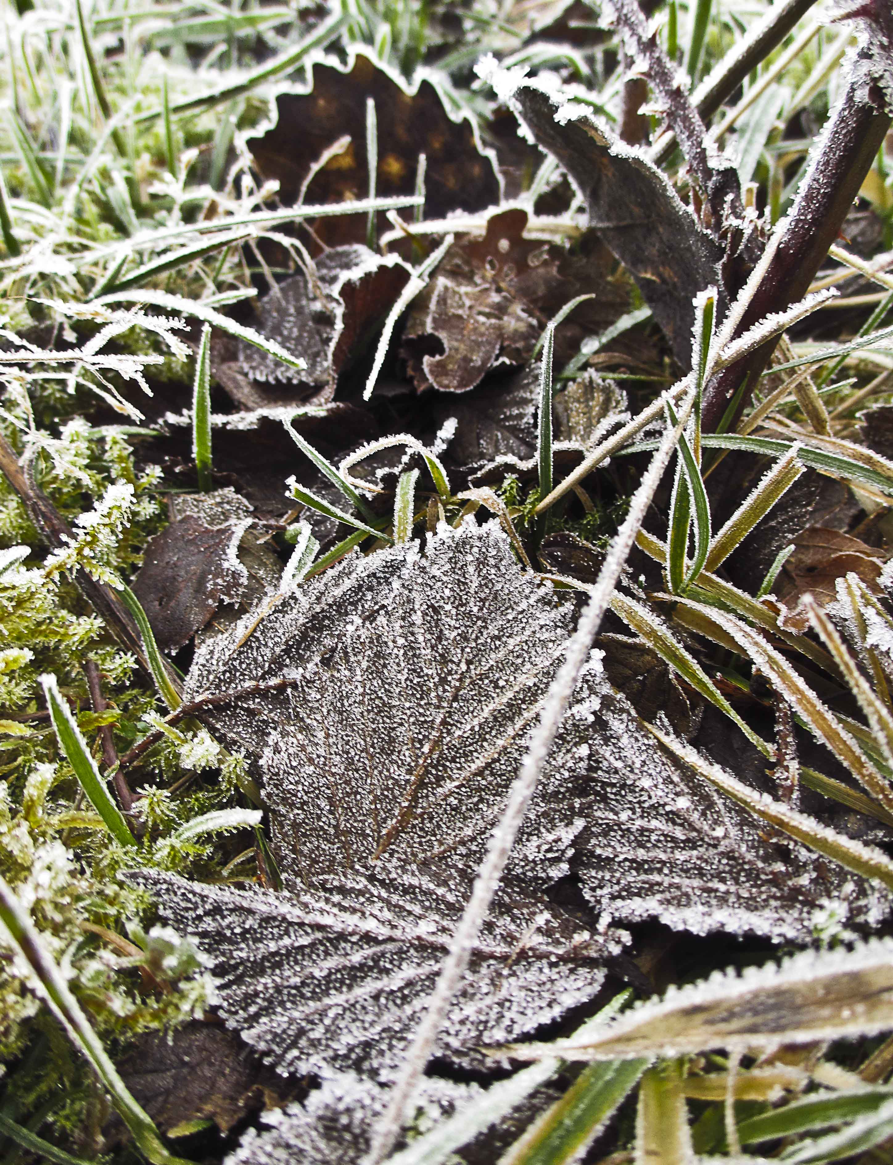 Hässleholmsgårdenslingan 011_copy