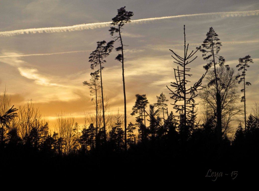 Lussekatter och hundpromenad 008_copy