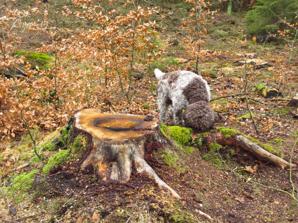 Lussekatter och hundpromenad 019_copy