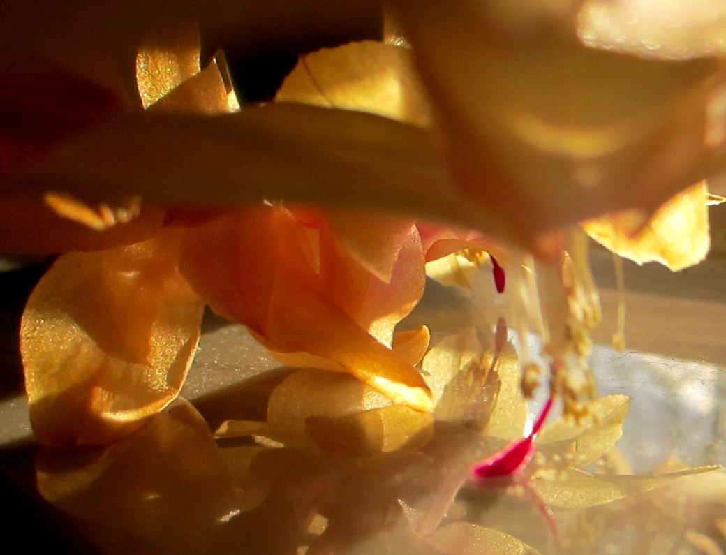 Solen skiner in v.9 046