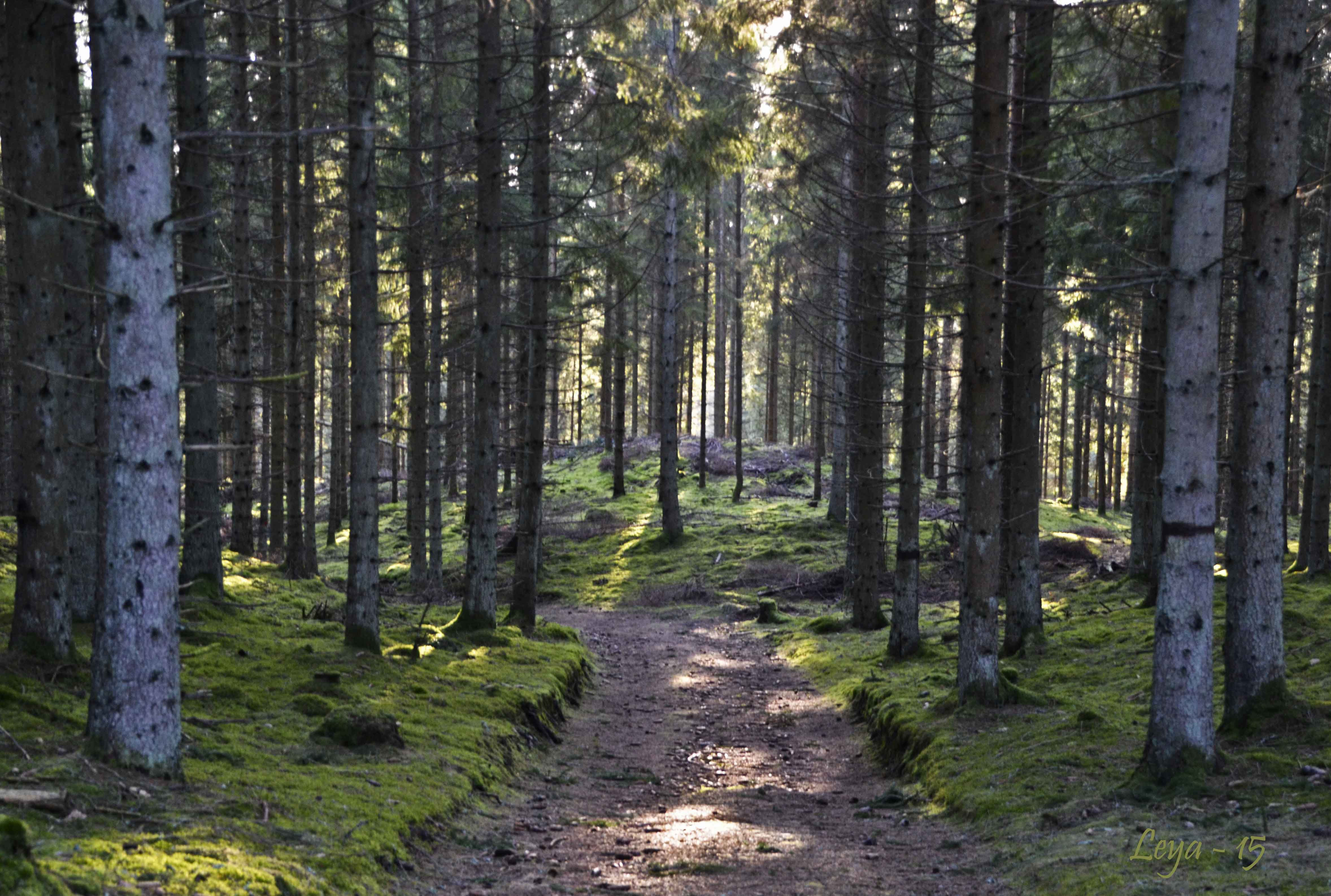 Vedema Nyårsafton 2015 009_copy