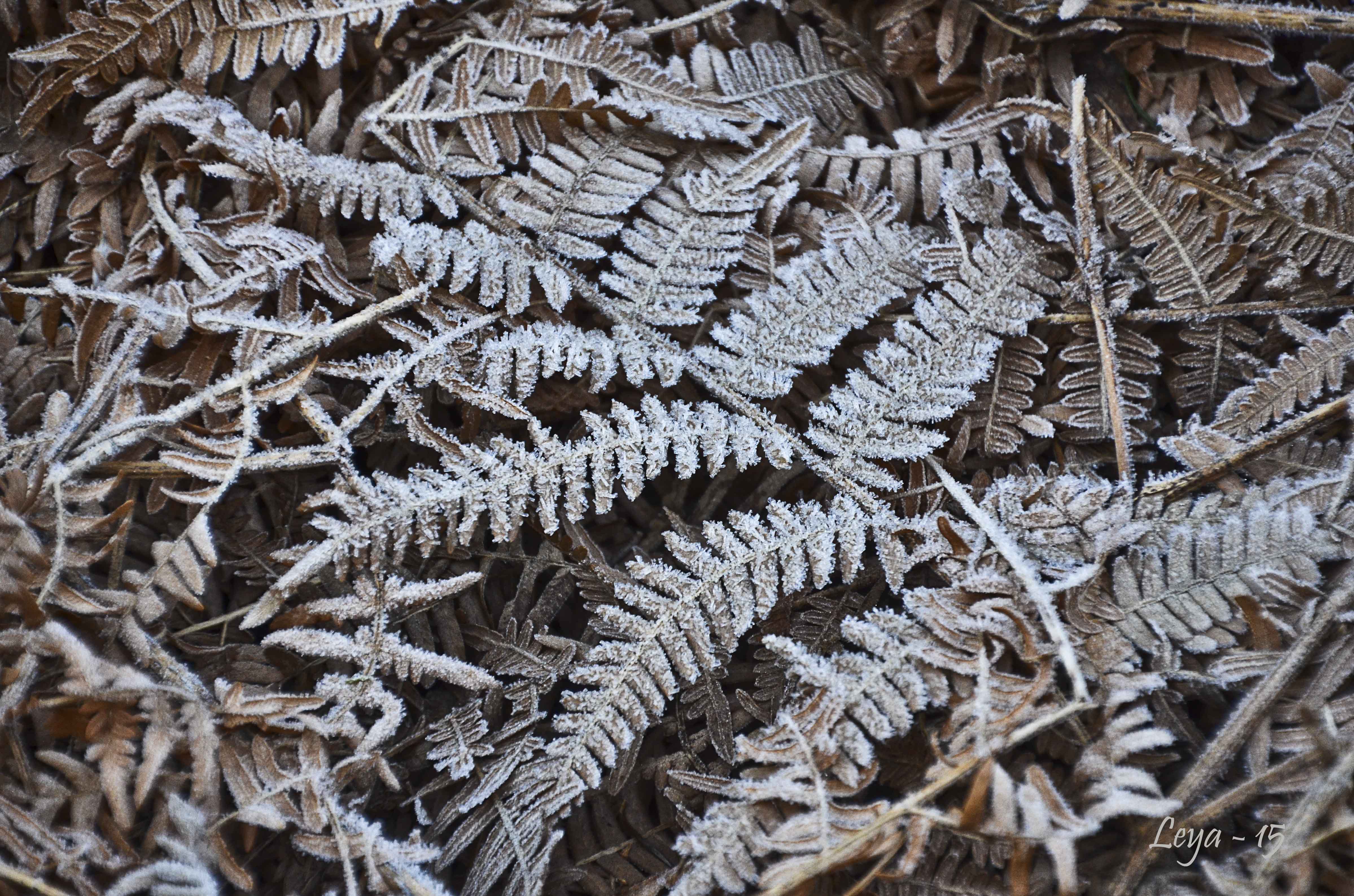 Vedema Nyårsafton 2015 014_copy