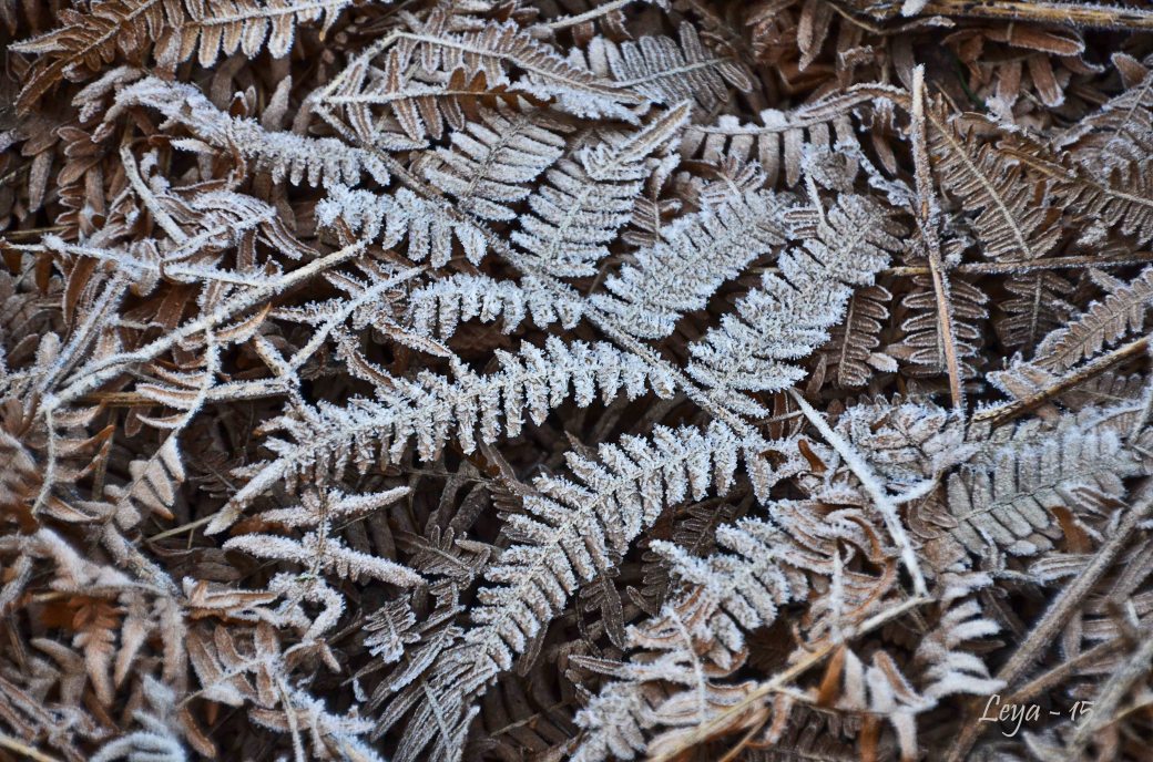 Vedema Nyårsafton 2015 014_copy