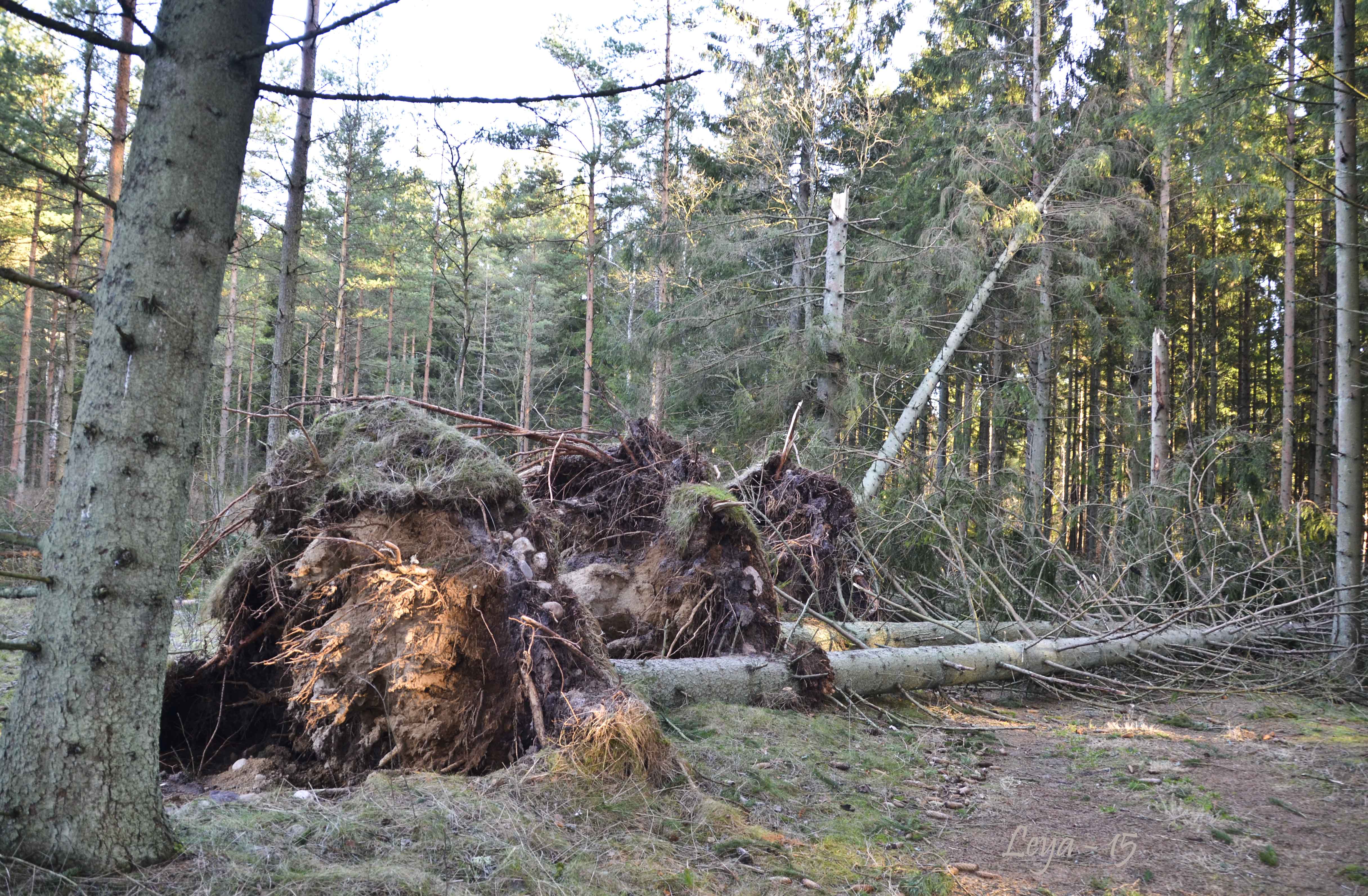 Vedema Nyårsafton 2015 020_copy