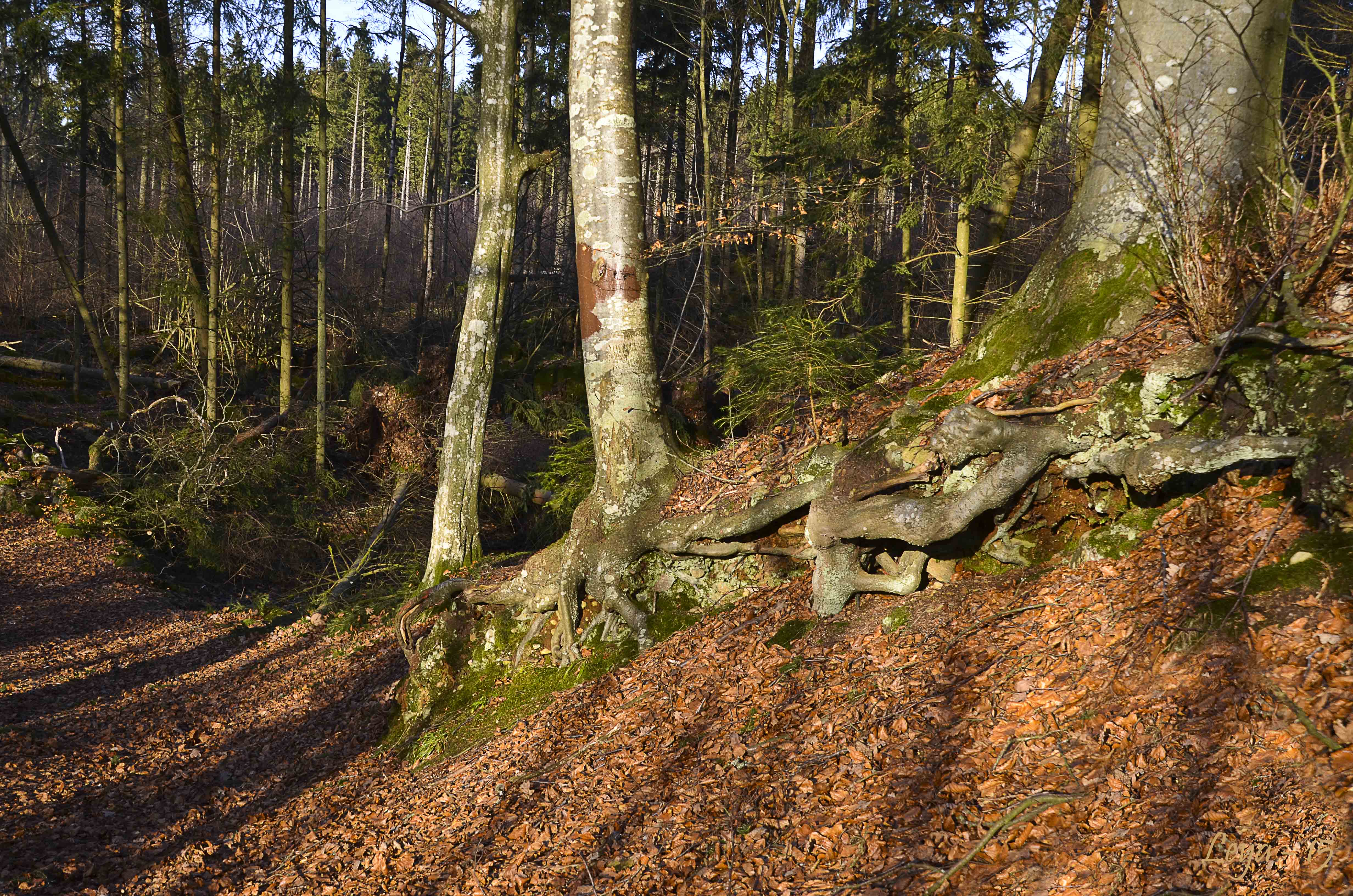 Vedema Nyårsafton 2015 025_copy