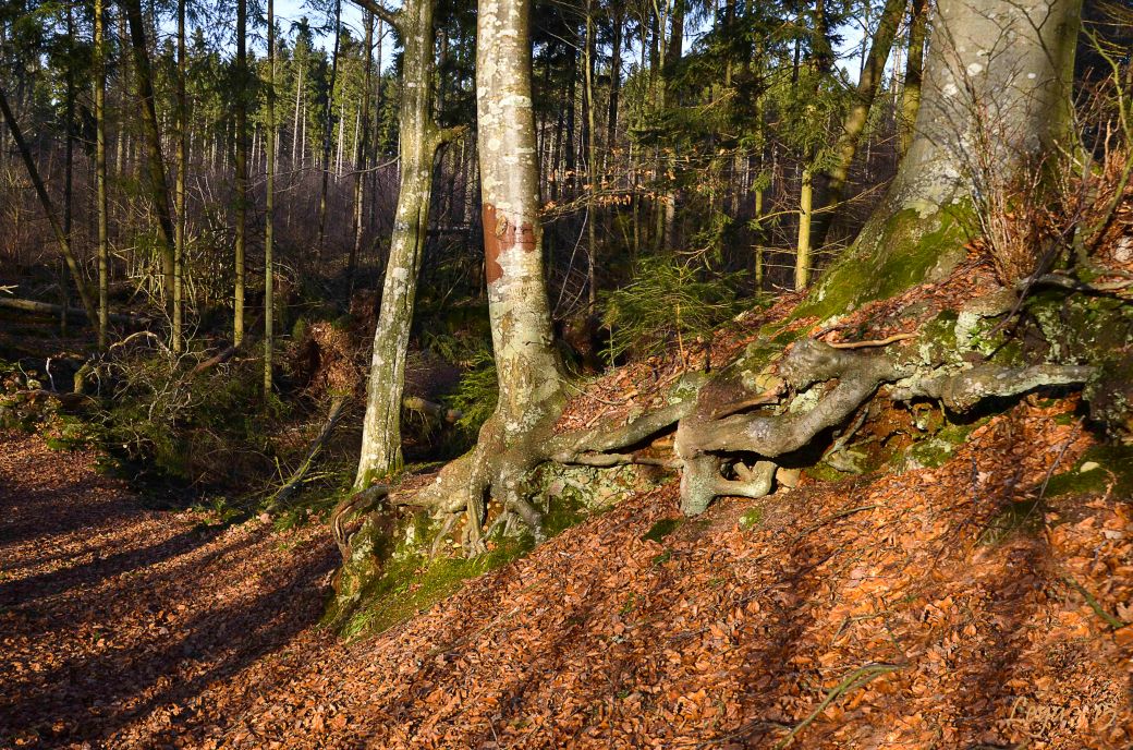 Vedema Nyårsafton 2015 025_copy