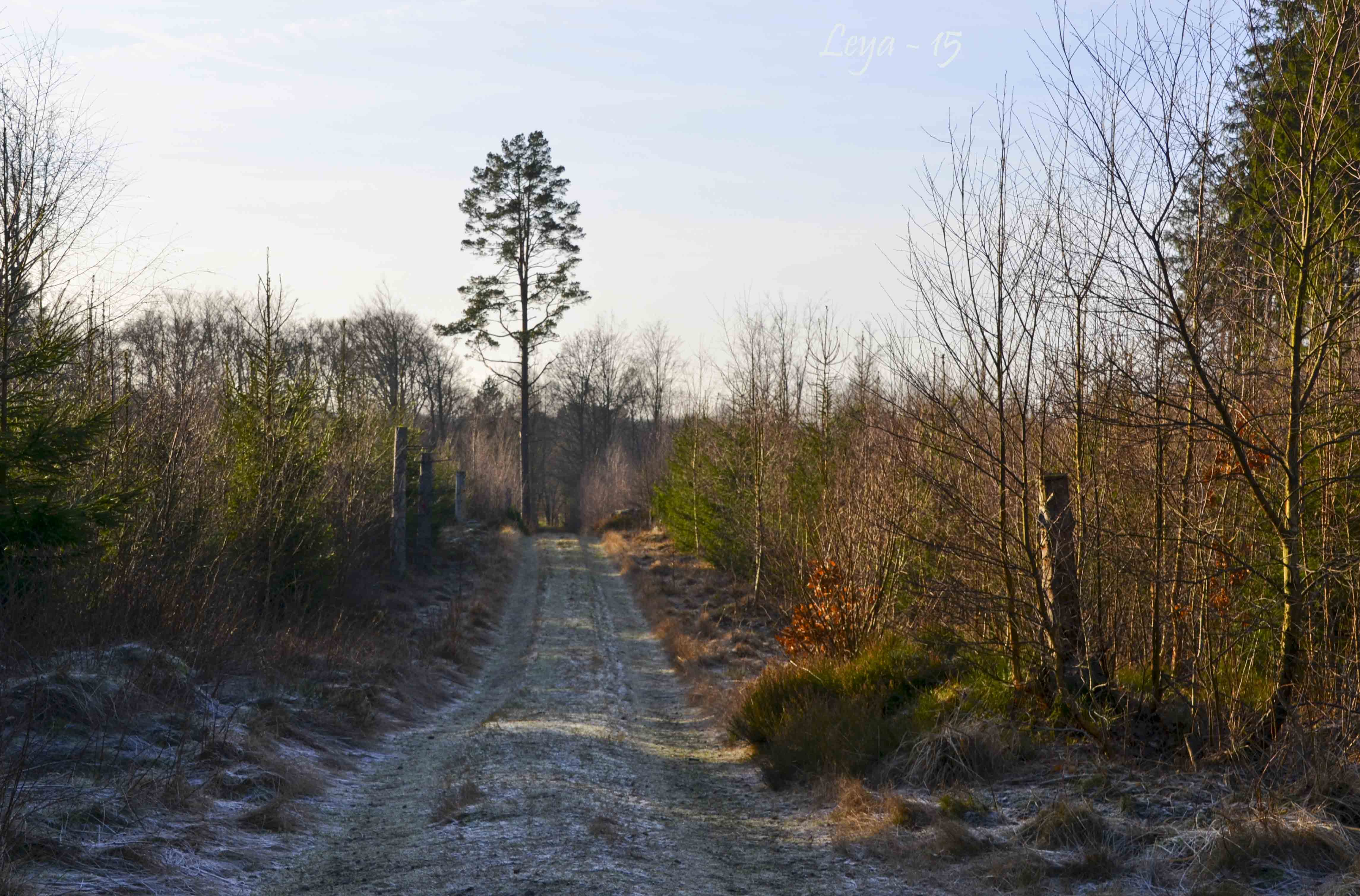 Vedema Nyårsafton 2015 030_copy