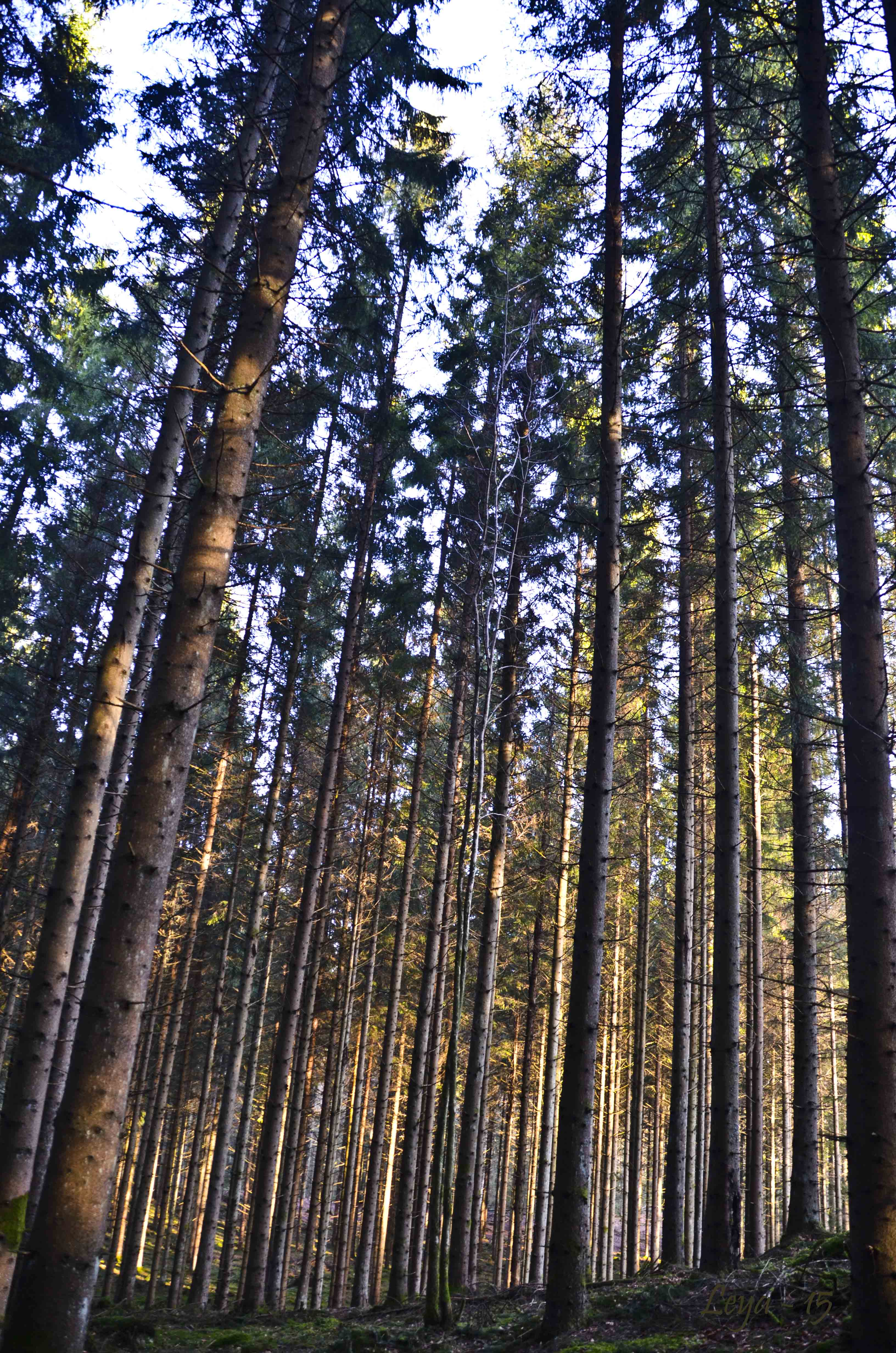 Vedema Nyårsafton 2015 037_copy