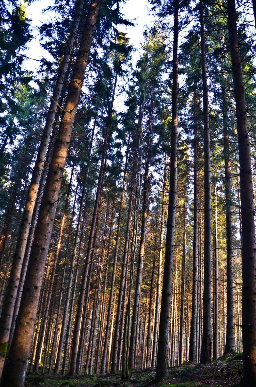 Vedema Nyårsafton 2015 037_copy