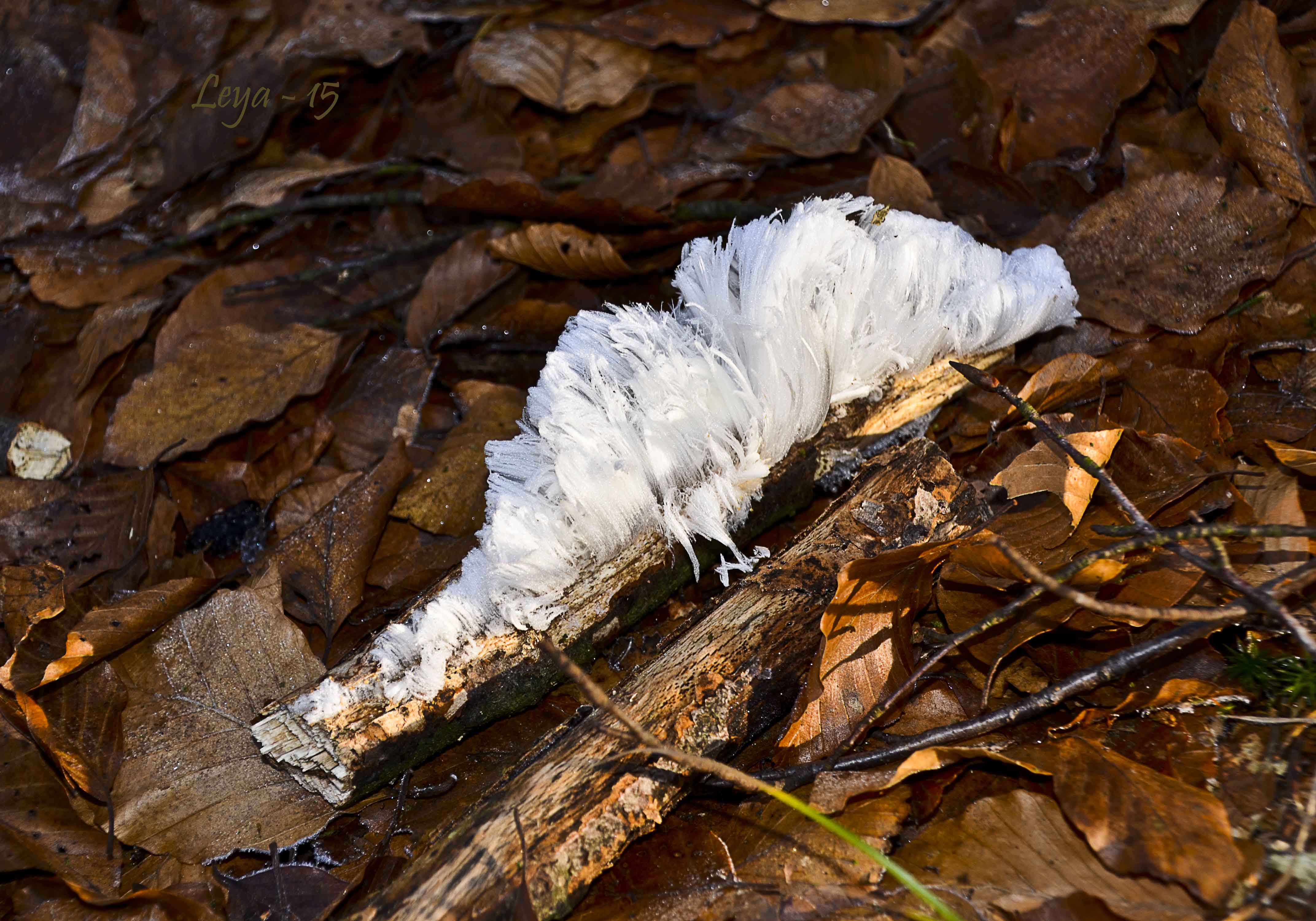 Vedema Nyårsafton 2015 057_copy