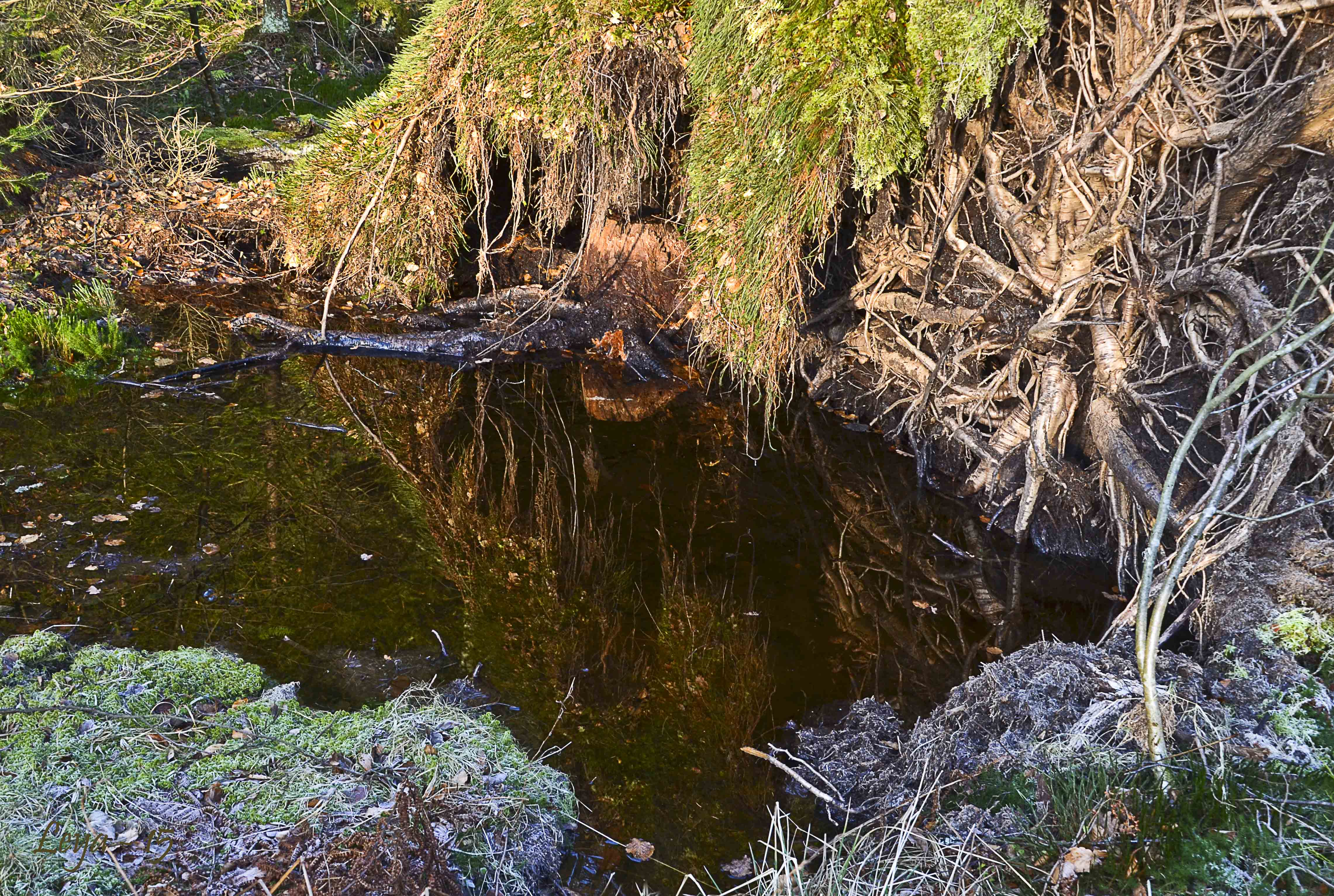 Vedema Nyårsafton 2015 088_copy