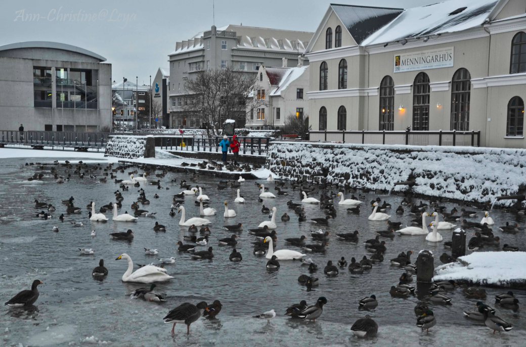 Island 2016 488_copy