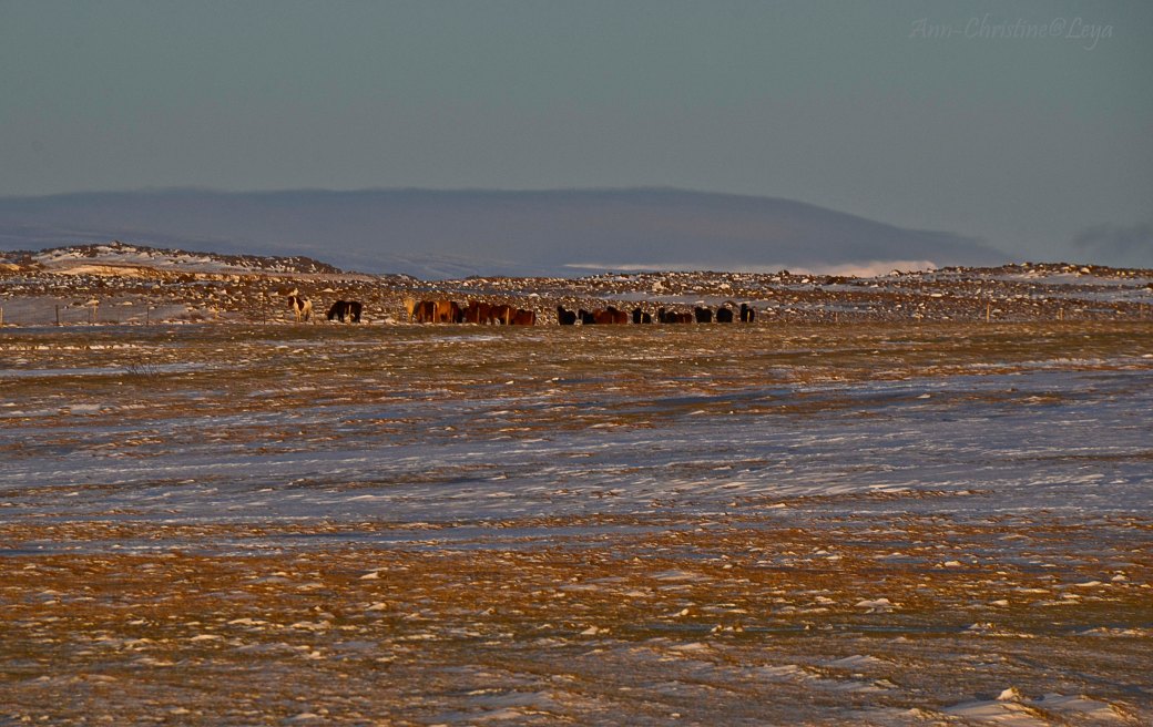 Island 2016 608_copy