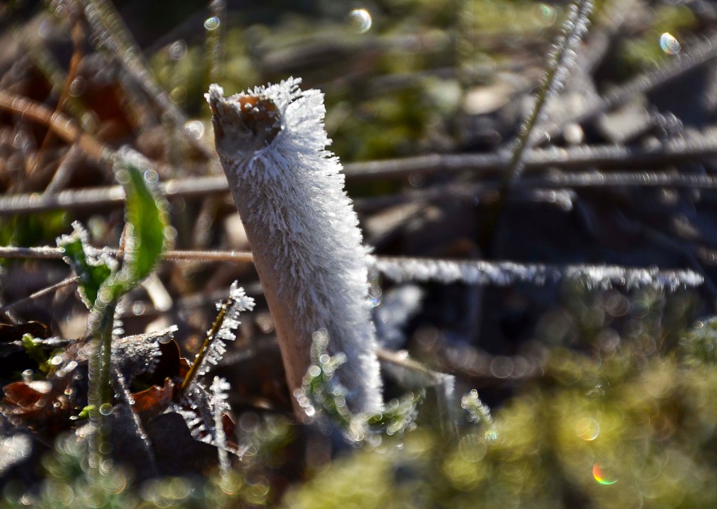 Blandat och fototisdag Värsjön och Hovdala 270_copy