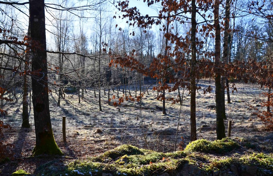 Blandat och fototisdag Värsjön och Hovdala 275_copy