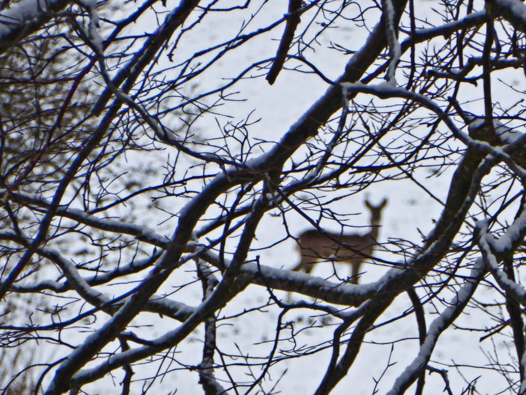 Blomster Vinter och Böcker 094_copy