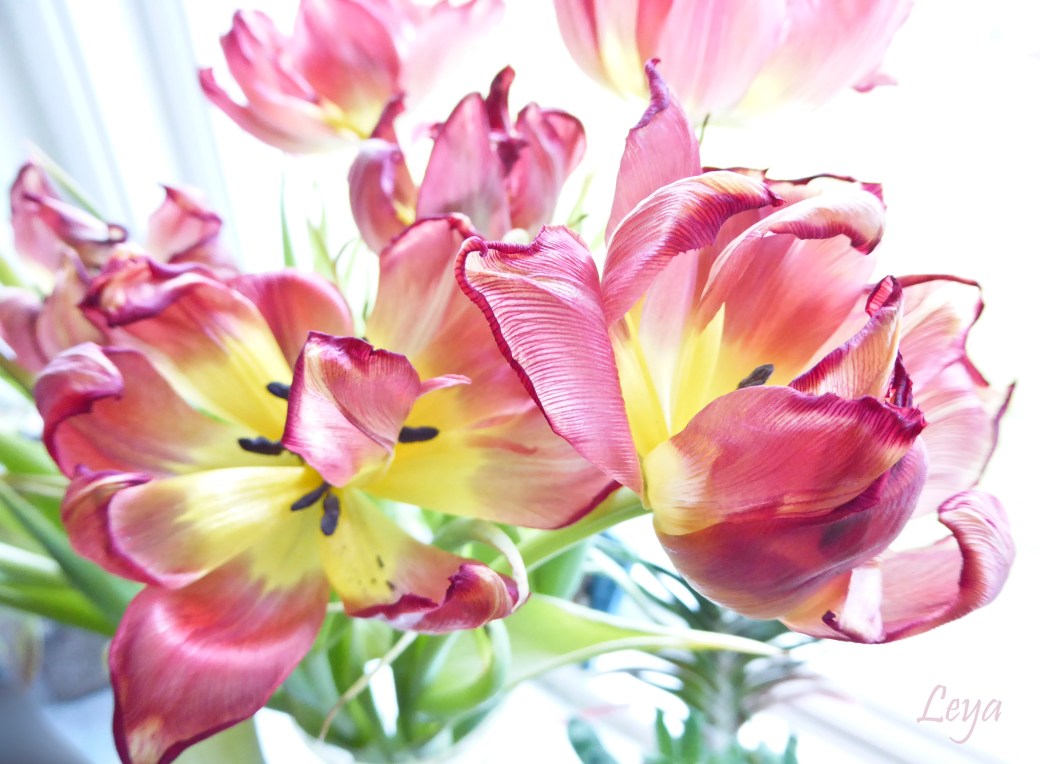 Högdagerbilder på husets blomning 131_copy