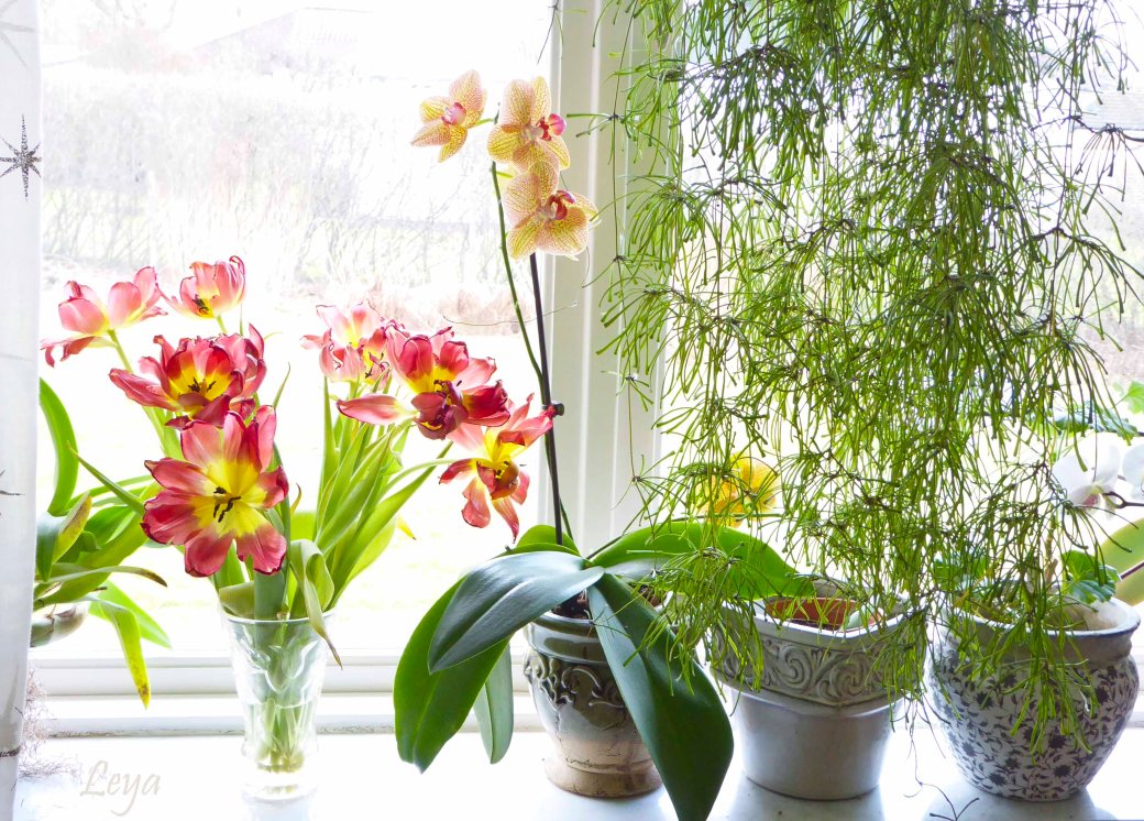 Högdagerbilder på husets blomning 159_copy