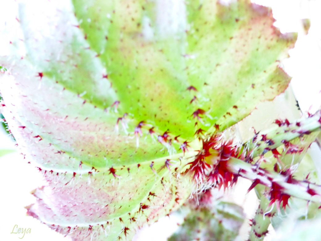 Högdagerbilder på husets blomning 311_copy