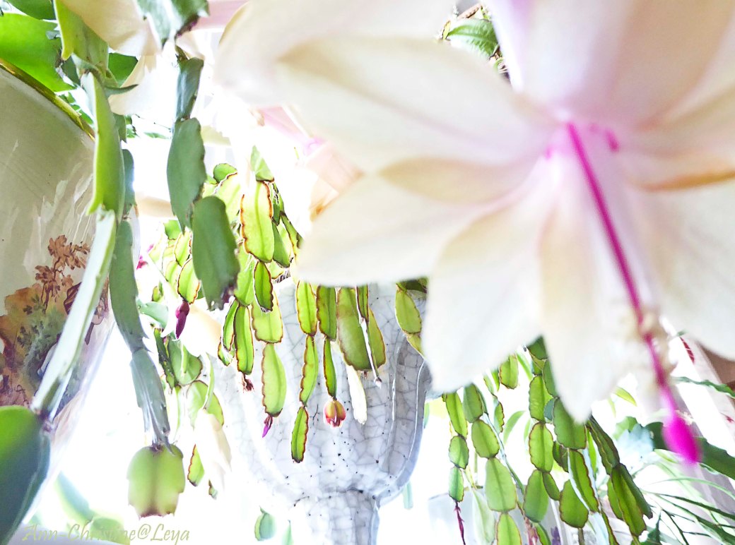 Högdagerbilder på husets blomning 338_copy