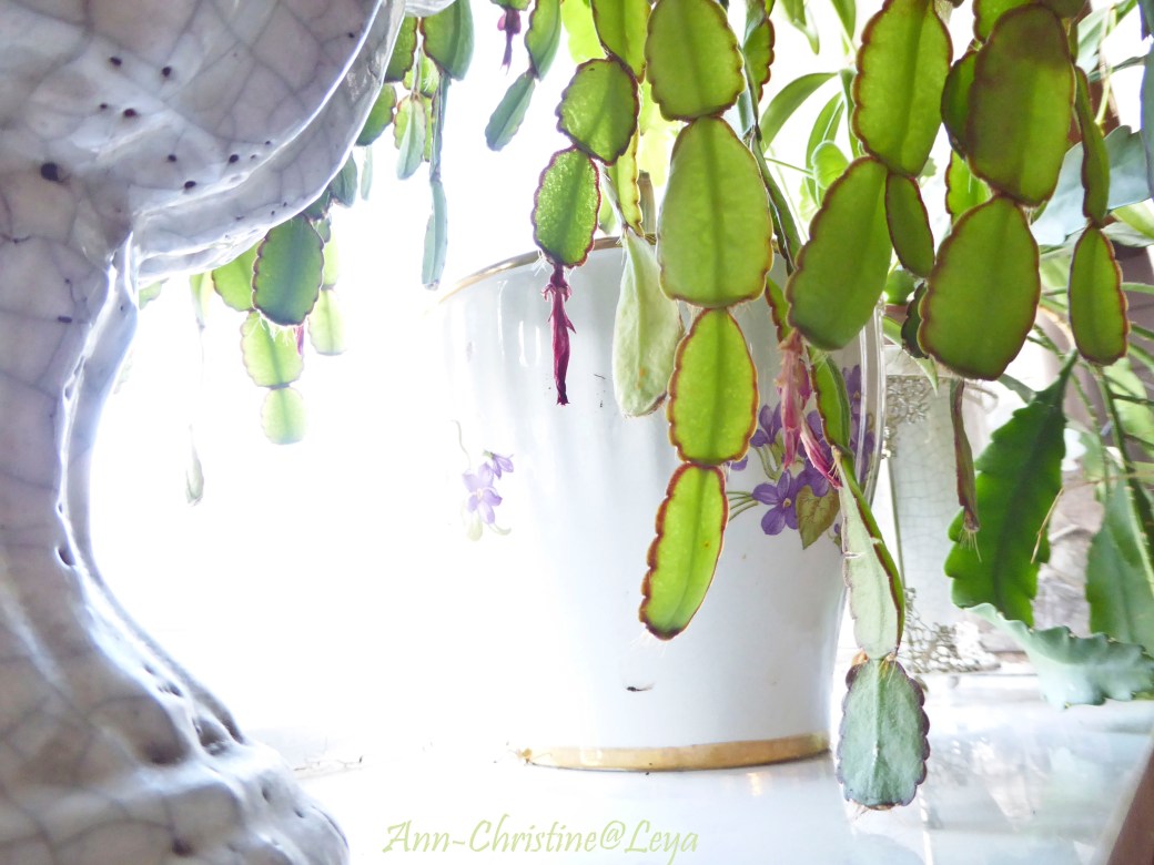 Högdagerbilder på husets blomning 341_copy