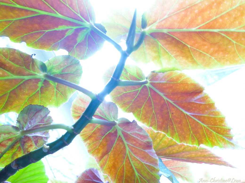 Blommor inomhus 050_copy