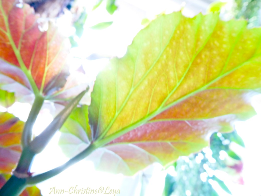 Blommor inomhus 052_copy1