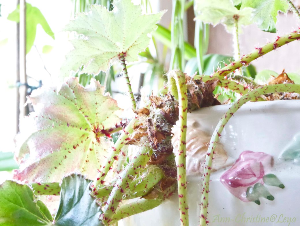 Blommor inomhus 068_copy