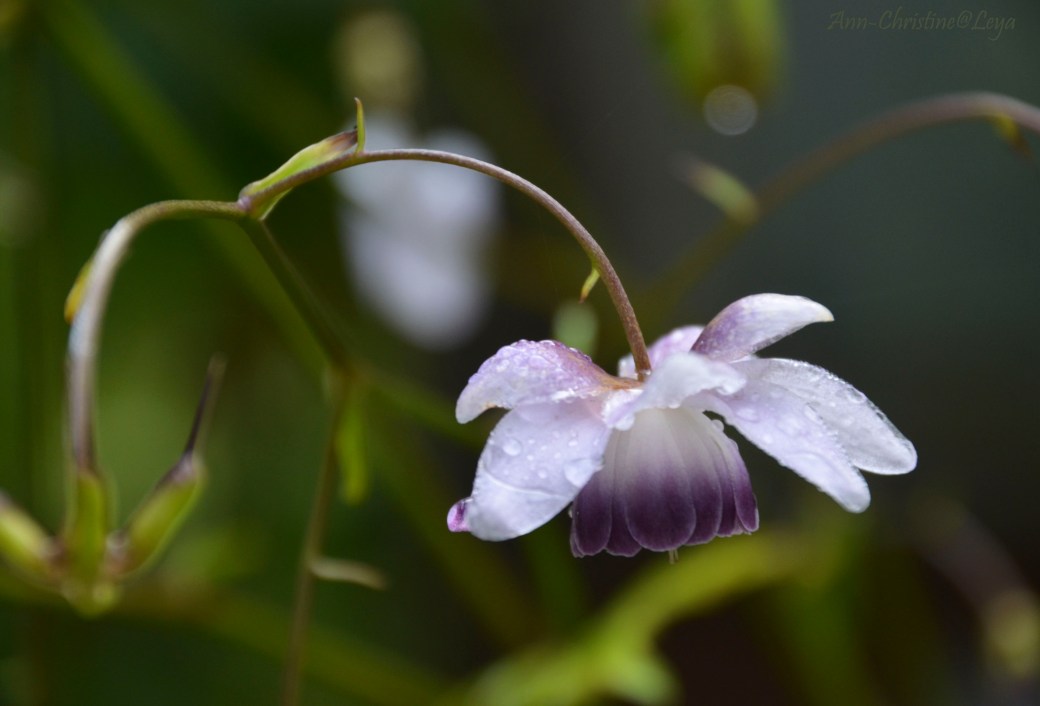 Drömmarnas trädgård III 066_copy