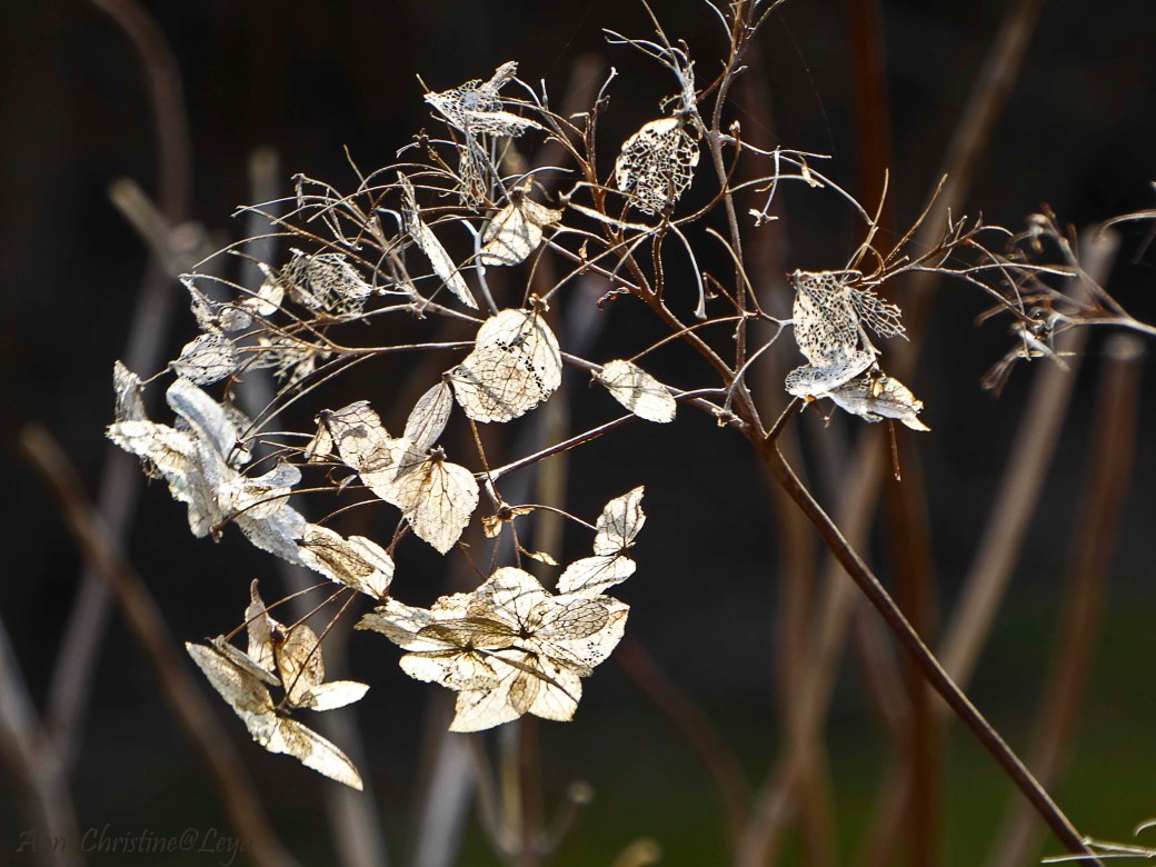 Skogen och böcker 012_copy