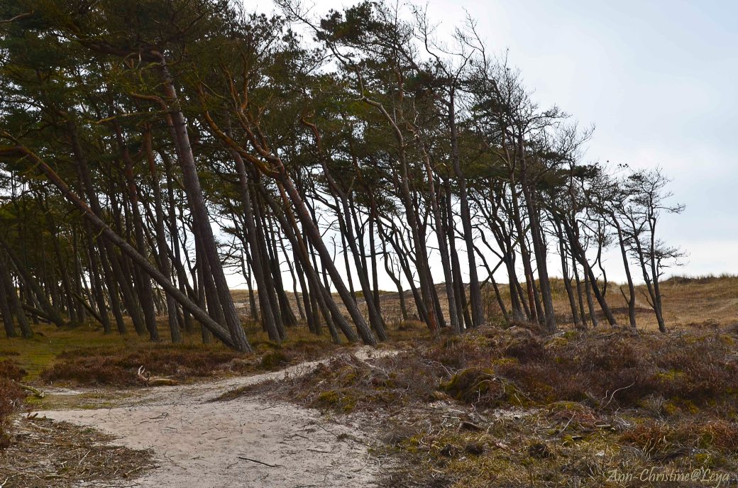 Falkenberg spa 202_copy