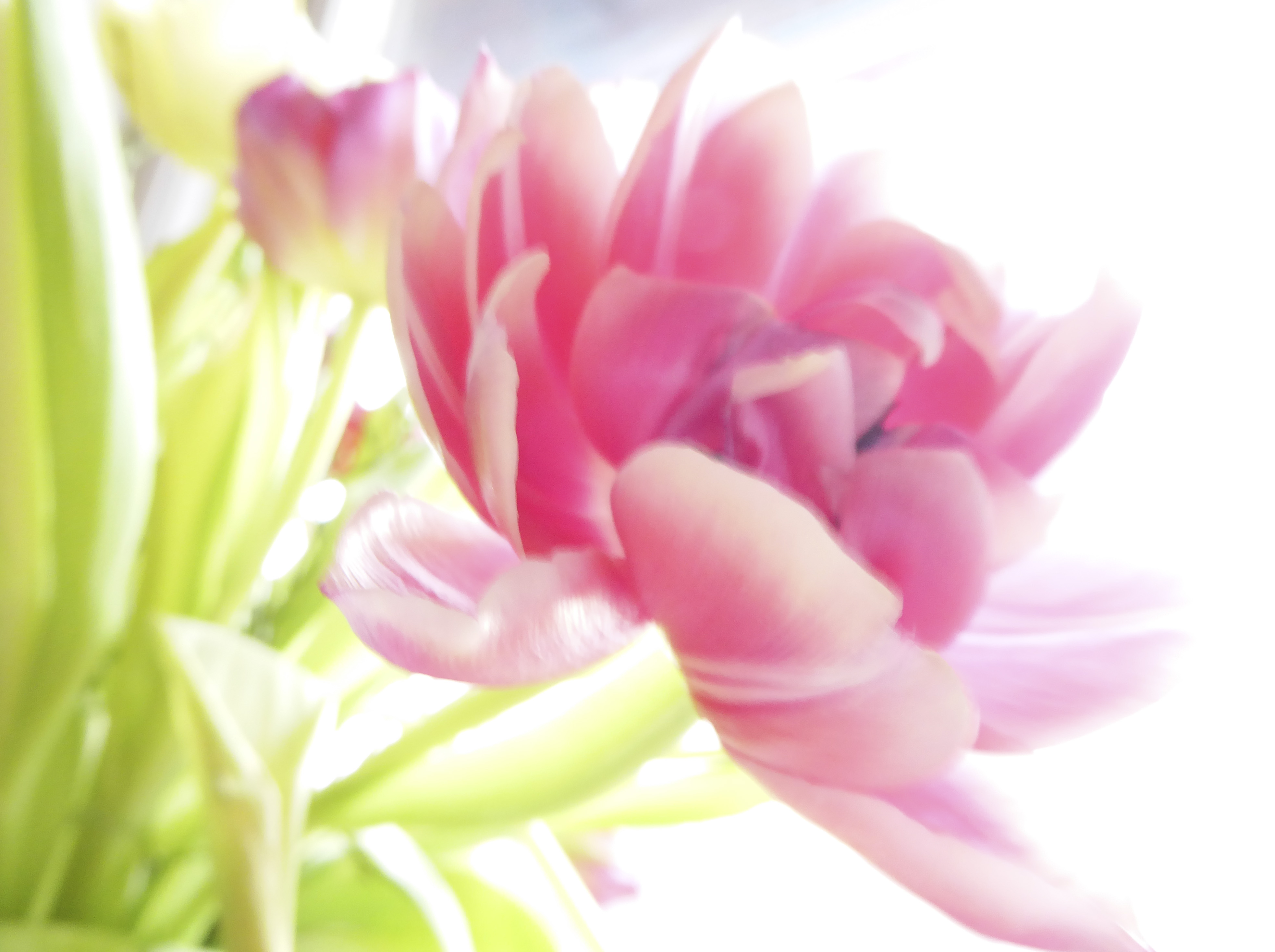 Högdagerbilder igen 030_copy