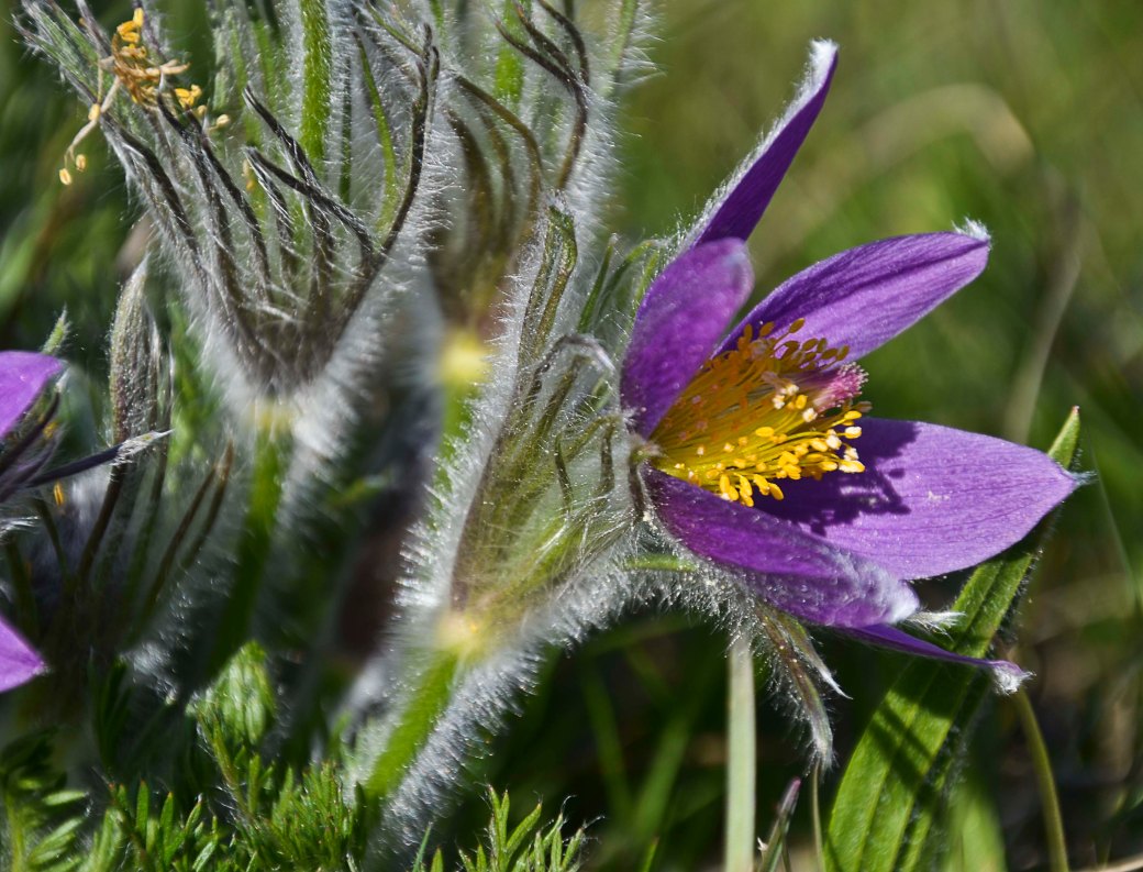 Millegarne och huggorm 017_copy