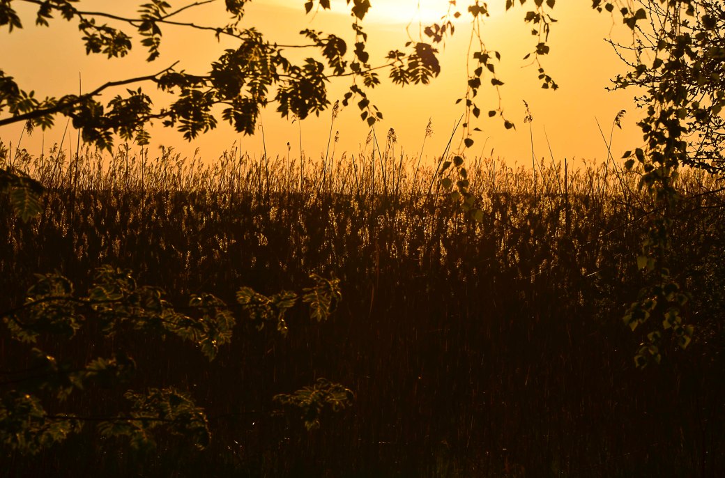 Millegarne och huggorm 088_copy